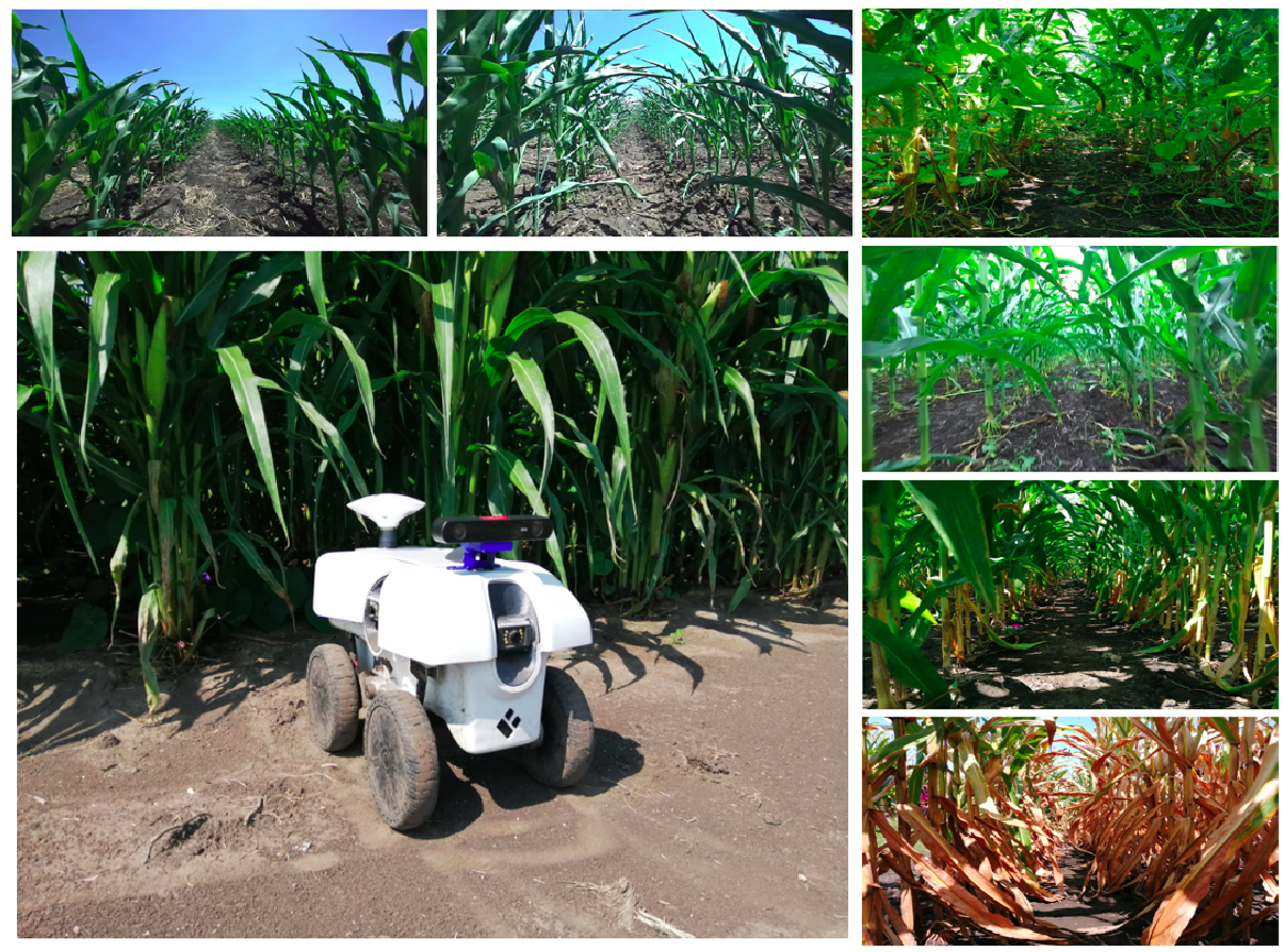 Under-Canopy Dataset for Advancing Simultaneous Localization and Mapping in Agricultural Robotics